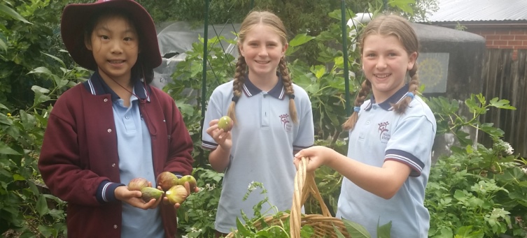 Playground to Plate grants scheme — helping to grow healthy schools
